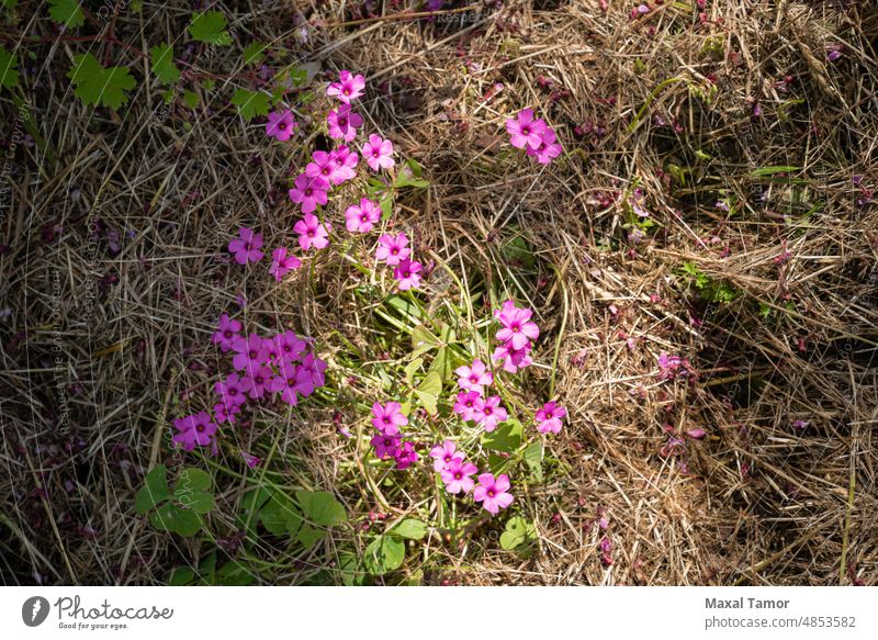 Oxalis articulata or Oxalis floribunda growing on the hills near Pesaro and Urbino, in the Marche region  of Italy Montefeltro aiello antonio backgrounds clover