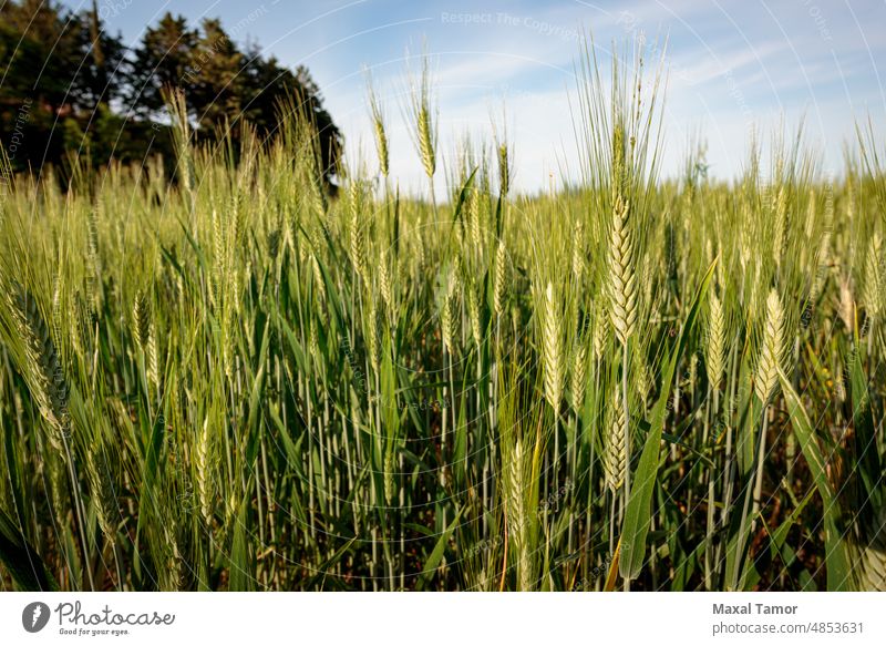 Field of green wheat in Italy, near Pesaro and Urbino, in the region Marche of Italy. Close up of the ears with detail of the grains agricultural agriculture