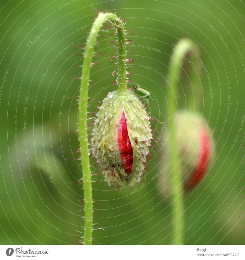 Poppy day - two corn poppy buds as close up, one sharp, one blurred Corn poppy 2 Close-up awakening Summer summer flower Blossom Flower Plant Deserted Red Green