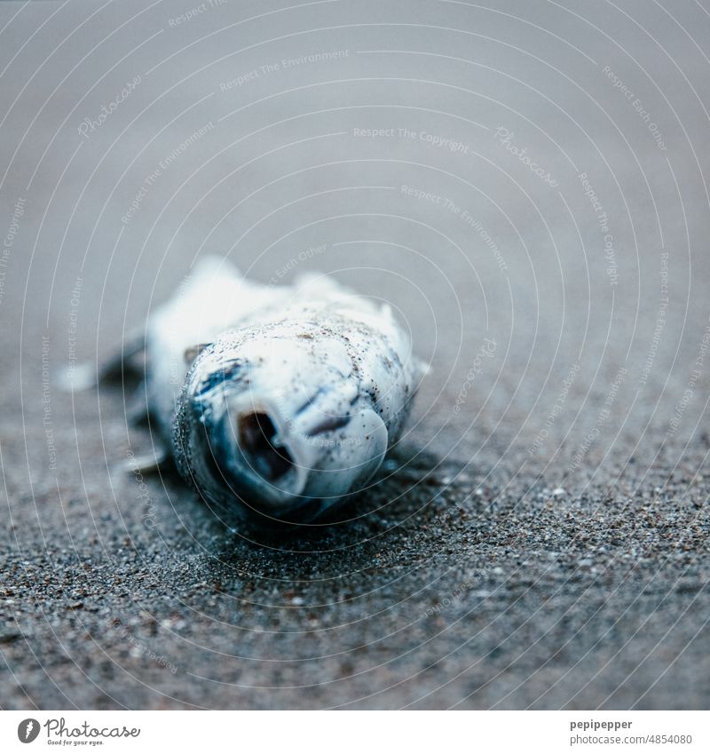 Dead fish washed up on shore Dead animal Death pass away Animal Fish Fisheye Animal portrait Flake Transience Lie Exterior shot dead Sadness Close-up End Blue