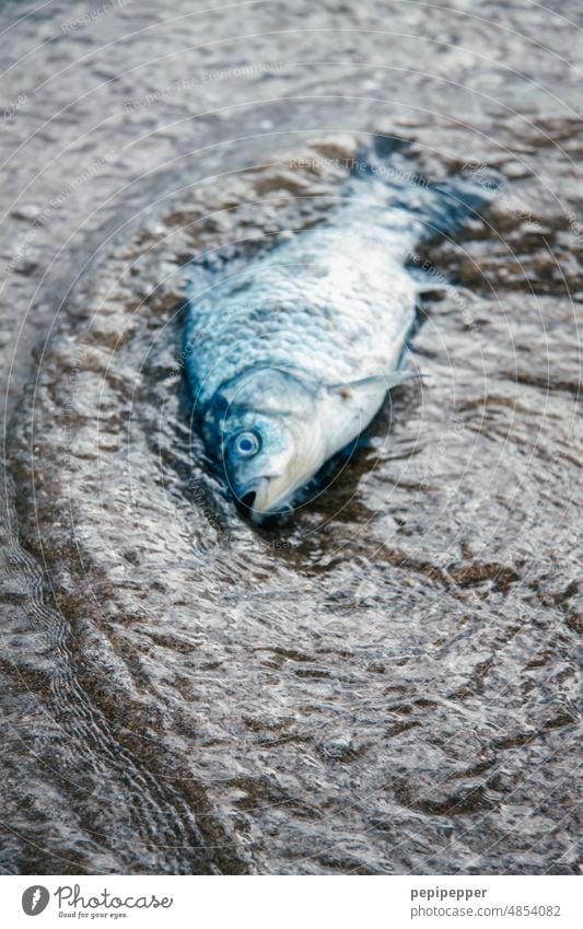 Dead fish washed up on shore Dead animal Death pass away Animal Fish Fisheye Animal portrait Flake Transience Lie Exterior shot dead Sadness Close-up End Blue