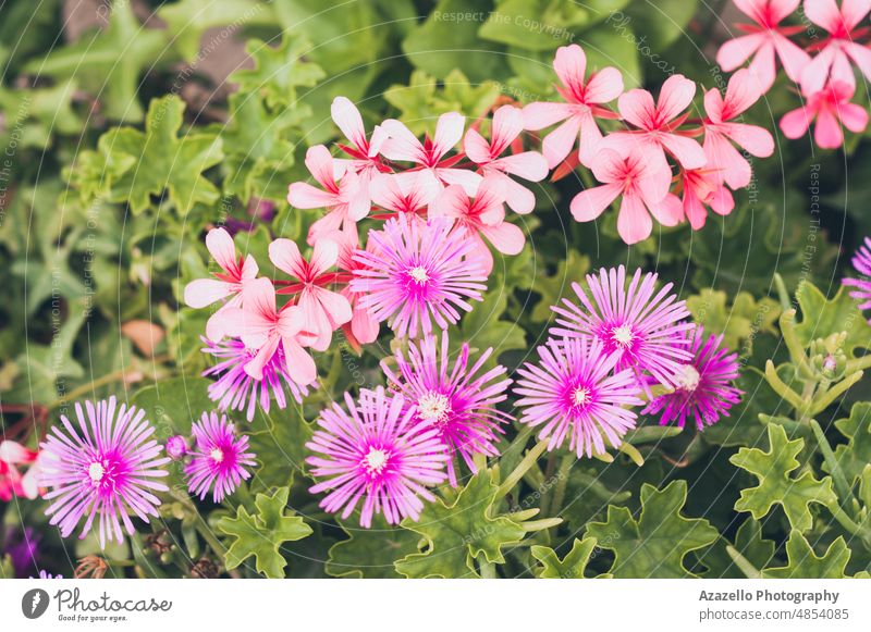 Close up view of beautiful red and pink flowers. pastel art fine art minimalism background blue white close up wedding love celebration valentine romance lovely