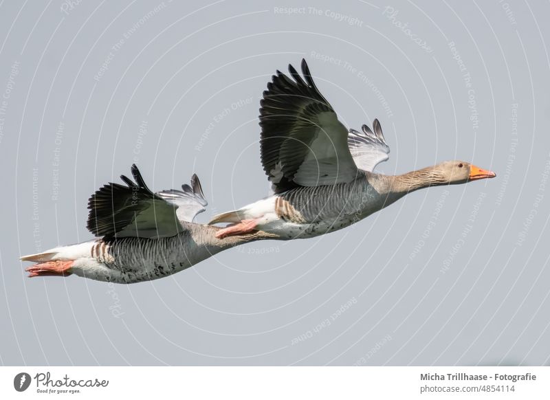 Flying grey geese wild geese Anser anser Head Beak Eyes Neck feathers plumage Grand piano Legs flapping Span flight Sky sunshine birds Wild Birds animals