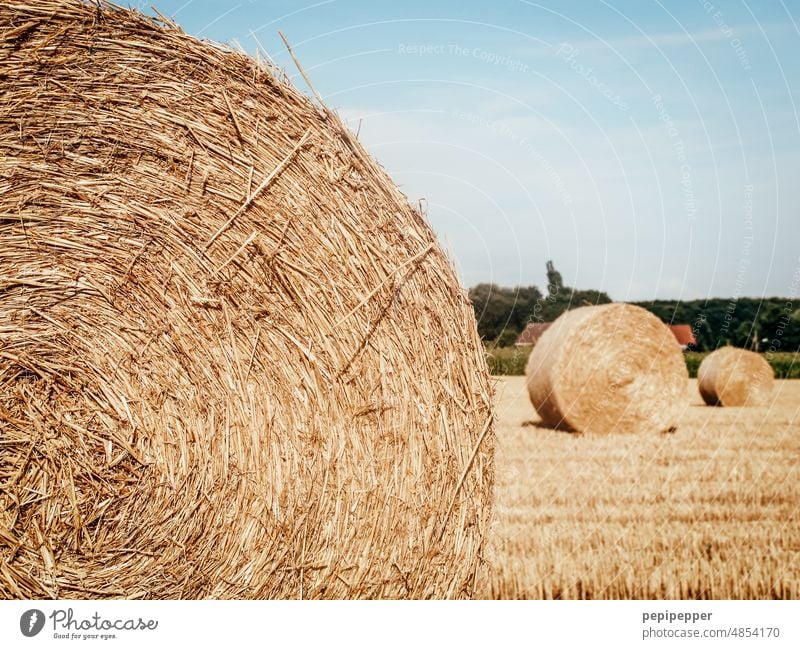 Straw bales at harvest Bale of straw Straw bale rolls Harvest reap harvest season Hay Hay bale Field Agriculture Summer Nature Sky Landscape Yellow