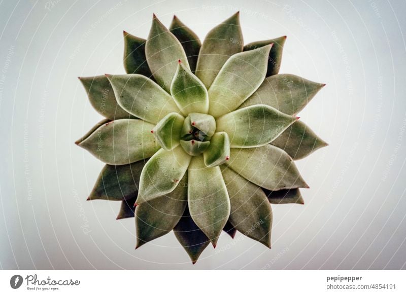 echeveria Agave Shaka Zulu Agave leaf agave plant Plant Bird's-eye view bird's-eye perspective Green canary island Nature Leaf canopy Stars star-shaped