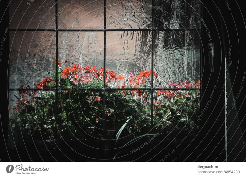 Flower show behind the illuminated window. Flowers and plants Colour photo Nature Plant naturally Blossoming Close-up Summer Green pretty Exterior shot