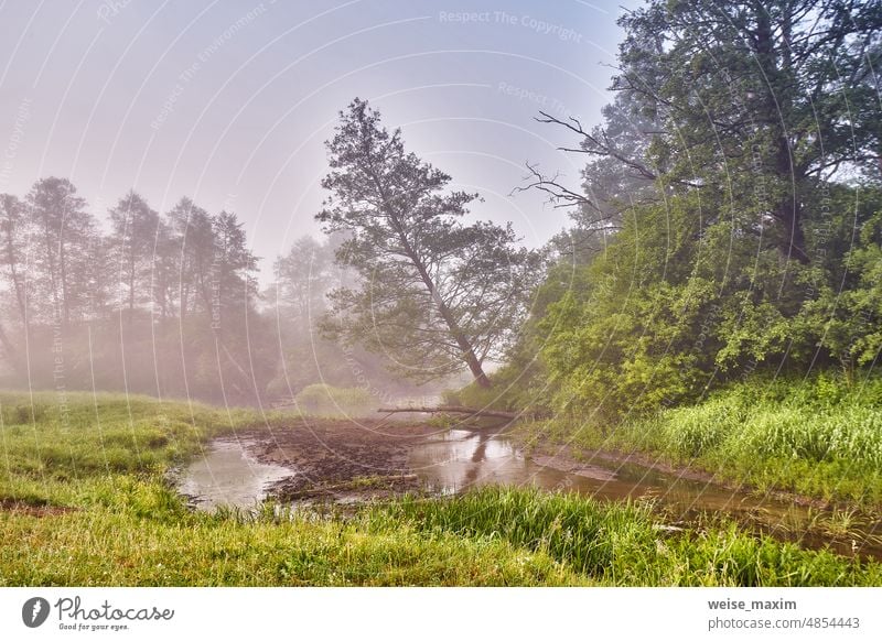 Spring Sunrise landscape. River in picturesque park. Summer foggy calm morning rural scene. Creek in misty woodland. Alder trees on riverside. nature forest