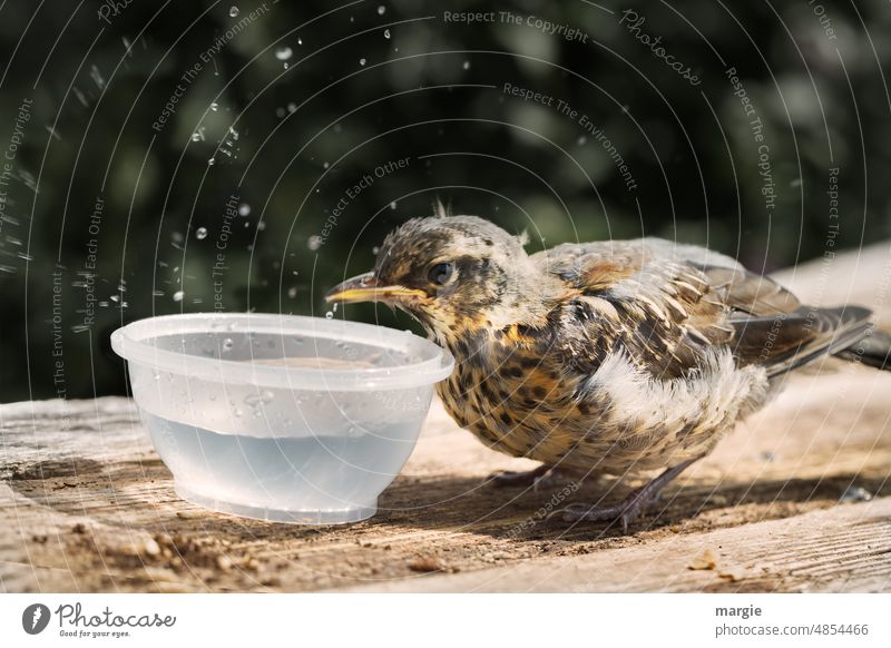 Little thrush drinking water from cup Bird Throstle Be confident Grand piano Trust cub tame Refreshment Full-length Exterior shot Drops of water Water