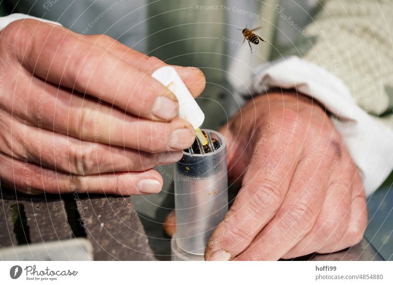 A beekeeper marking a queen bee Honey honeycomb test sighting Visual inspection Beehive Honey bee Bee-keeping Honeycomb beeswax Apiary beekeeping Bee-keeper