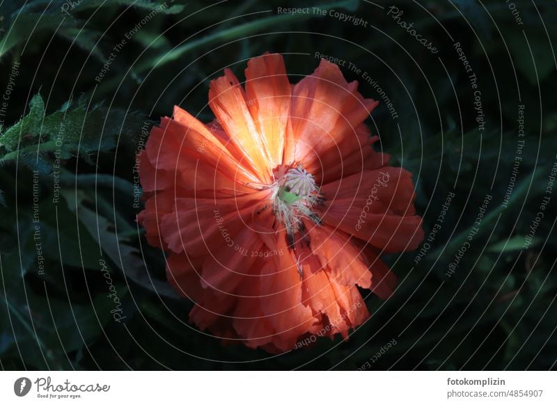 Garden poppy flower garden poppy Flower Poppy Poppy blossom Blossom red-orange Red Orange summer flower Transience Blossoming Close-up Summer Plant Mysterious