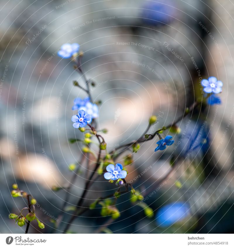 Tender Close-up Detail Day Light Warmth Delicate Beautiful weather Spring Plant Nature Blue Summery Forget-me-not Wild plant Blossom Leaf Grass Faded Fragrance