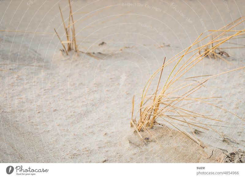 Beach Halma Sand Beach dune Vacation & Travel Baltic Sea Grass duene Deserted Exterior shot Nature Colour photo Marram grass Environment Background picture Day