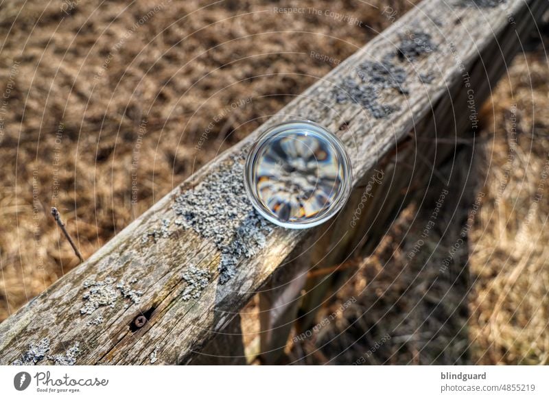 Glass eye be vigilant Glass ball tell fortunes Moss mushrooms Wood Fence cordon blurriness Distorted Nature Environment Mushroom lichen Close-up Brown