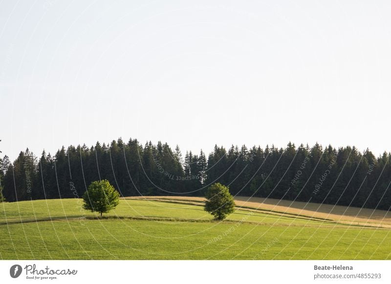 Mild Black Forest summer Summer Beautiful weather warm Nature Landscape Deserted Meadow Hill Exterior shot Tree Mountain Moody Copy Space top Environment Trip