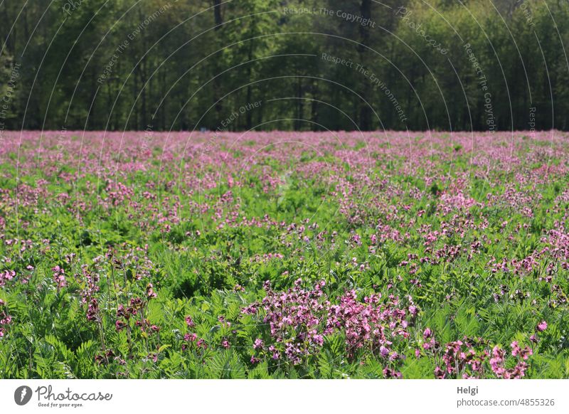 Light carnations bloom in a field White campion Field Flowering meadow Spring Landscape Nature heyday daylight flowering flower naturally Pink wax blossom