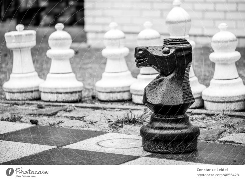 Garden chess piece black horse in front of white chess pieces in black and white. Chess Chessboard Horse Black key figure Tower Chess piece Runner Competition