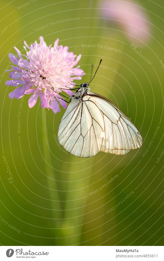 Butterfly in nature Insect Animal Nature Macro (Extreme close-up) Detail Close-up Green Exterior shot Wild animal Colour photo Animal portrait Plant Wing