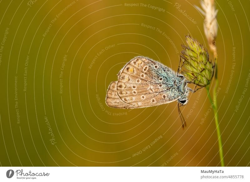 Butterfly in sunset macro macro shot Close-up Nature Detail macro photography Green Exterior shot Insect Animal Animal portrait butterflies spotted butterfly