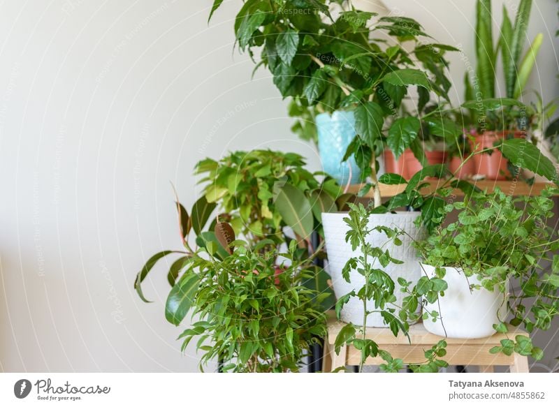 Apartment corner with many home plants houseplant interior room green apartment pot indoor decor design floor white botany leaf different shelf stylish potted