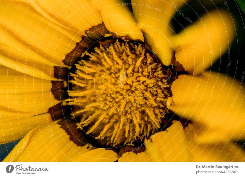 Yellow inflorescence of a gazania, cultivated form; serves as a summer flower in Central Europe, as not hardy Gazania blossom composite asteraceae Compositae