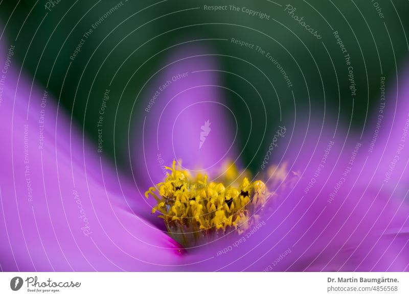 Cosmos, Jewel Basket; Mexican Aster (Cosmos bipinnatus, Syn.: Cosmea bipinnata, Bidens formosa). cosmos Mexican aster cosmetics inflorescence Tongue blossoms