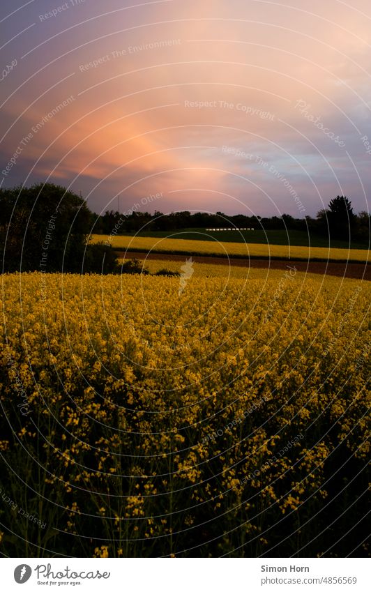 Evening mood over rape fields Cloud formation evening mood atmospherically Hope confident Clouds in the sky Twilight Canola Rape fields Yellow Sunlight