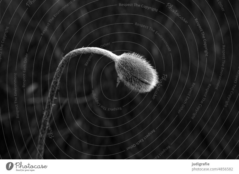 poppy Poppy Poppy blossom poppy bud Nature Flower Summer Plant poppy flower Wild plant Meadow Delicate Black & white photo Corn poppy