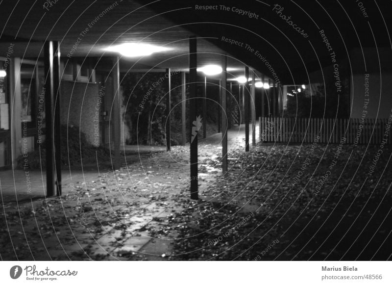 Light in the corridor... Night Leaf Black White Dark Lighting Lamp Autumn Grief Narrow Repression Exterior shot Long exposure Black & white photo