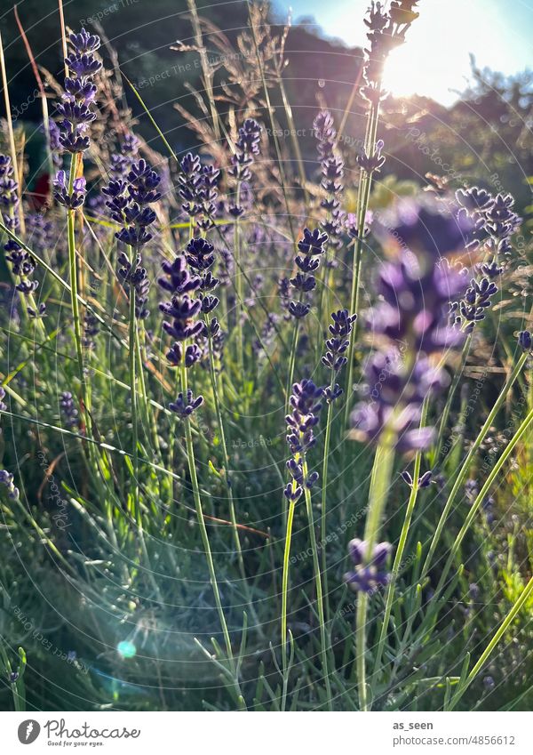 Lavender in sunlight Light Violet Sun Sunset Sunrise Garden grasses Summer Nature Plant Colour photo Blossom Fragrance Flower Exterior shot Blossoming naturally