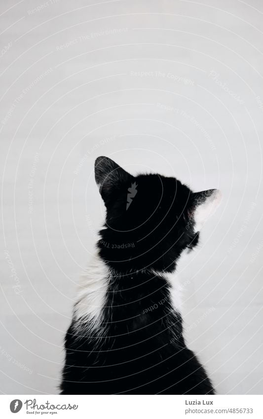 Tuxedo: black and white attentive cat from behind tuxedo Tuxedo cat Cat hangover Pet Animal Pelt Domestic cat Animal portrait Cute Observe Curiosity Cat's head