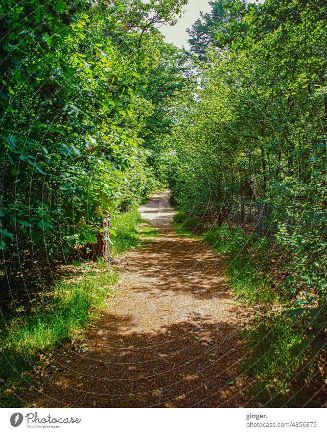 Hiking in the Netherlands - Hiking trail Lanes & trails trees Bushes shrubby To go for a walk Nature Forest Relaxation Environment Calm off Landscape Deserted