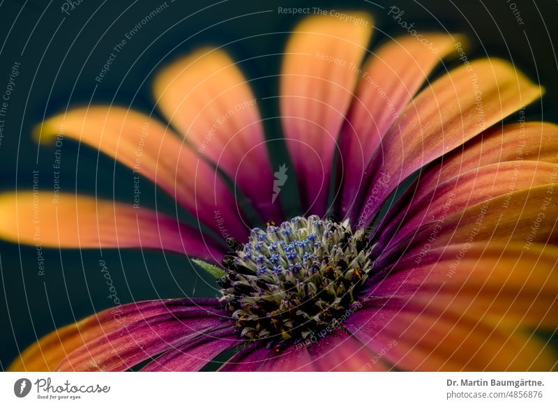 Osteospermum, Cape daisy inflorescence with orange and purple ray florets, cultivar. osteospermum marguerite blossom variety Breeding Hybrids summer flower