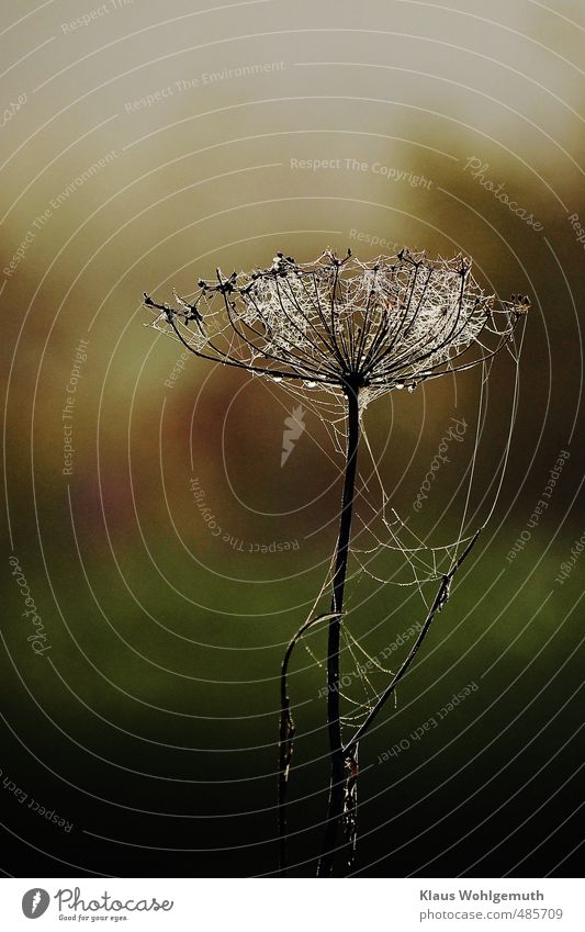 Morning dew on an umbel flower. Spider webs shine in the morning light. Autumn Plant Grass Foliage plant Wild plant Meadow Brown Green Dew Cobwebby Apiaceae