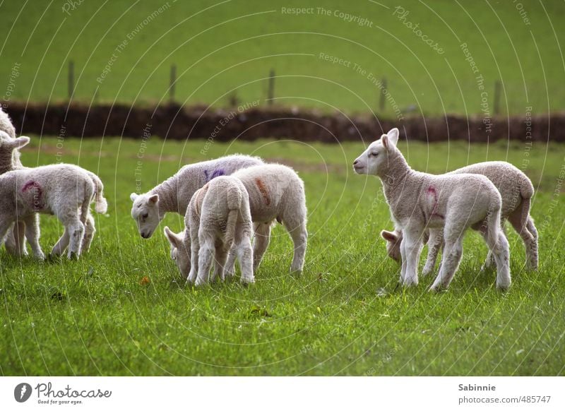 sheep Plant Grass Animal Farm animal Sheep Flock Lamb Lamb's wool Pelt Wool Group of animals Herd Baby animal Playing Happiness Curiosity Cute Green White