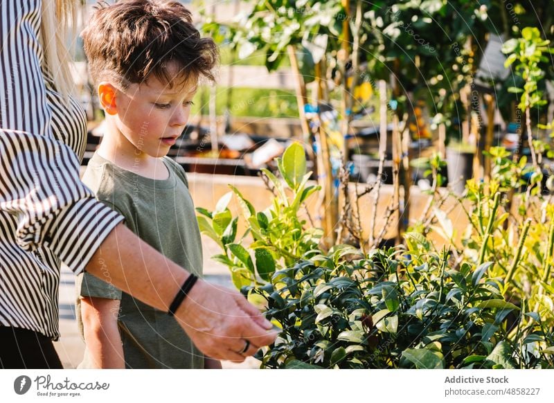 Amazed grandson choosing plants with grandmother choose potted shop together buy summer amazed woman boy pick kid child childhood store astonish grandparent