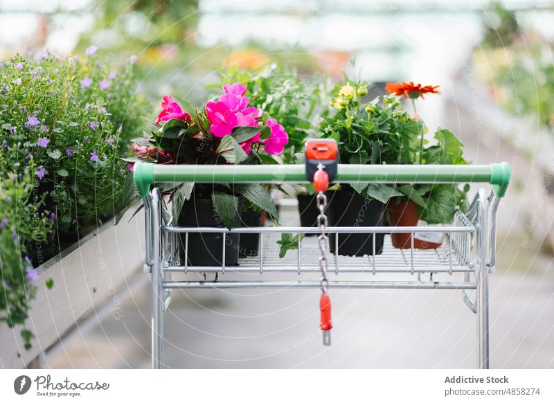 Shopping cart with blooming plants trolley shop flower pot commerce aisle fresh sell lock chain retail flora daytime merchandise market flowerpot store sunlit