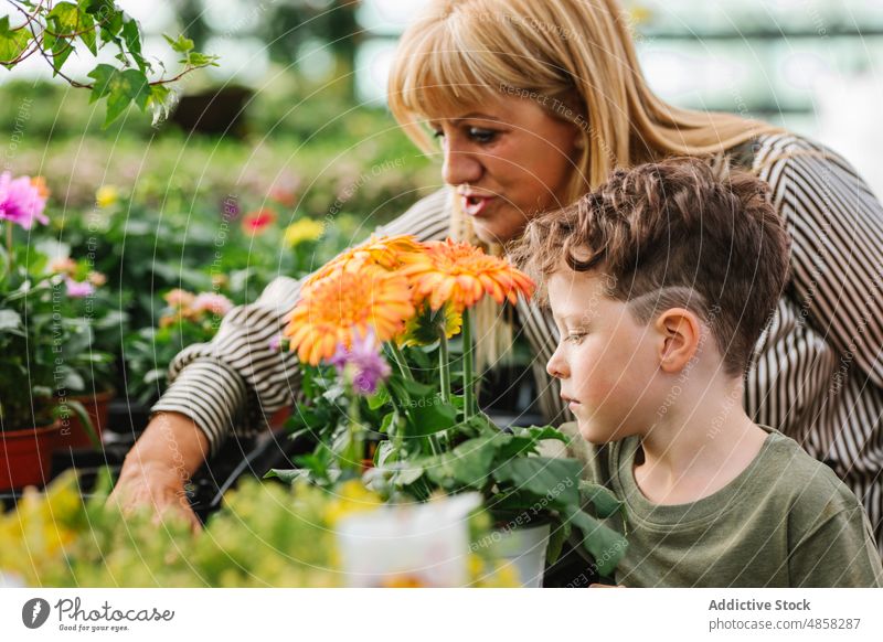 Granny and grandchild choosing plants in shop grandmother grandson choose flower stall talk various client weekend woman boy elderly senior aged retail speak