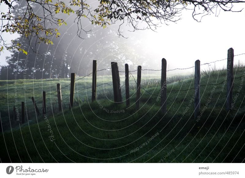 land Environment Nature Landscape Autumn Meadow Field Cold Natural Green Fence Fence post Colour photo Exterior shot Deserted Sunlight Sunbeam Sunrise Sunset