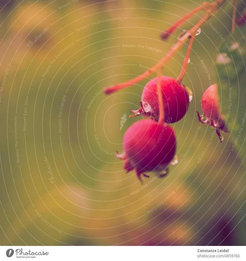 Red berries with raindrops against yellow green background Berries Rainy weather Drops of water Bad weather Nature Wet shrub Weather Damp Exterior shot Plant