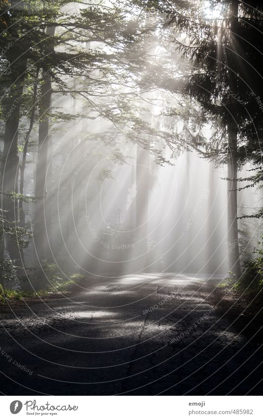 fog line Environment Air Autumn Fog Tree Forest Exceptional Dark Natural Colour photo Subdued colour Deserted Morning Light (Natural Phenomenon) Sunlight