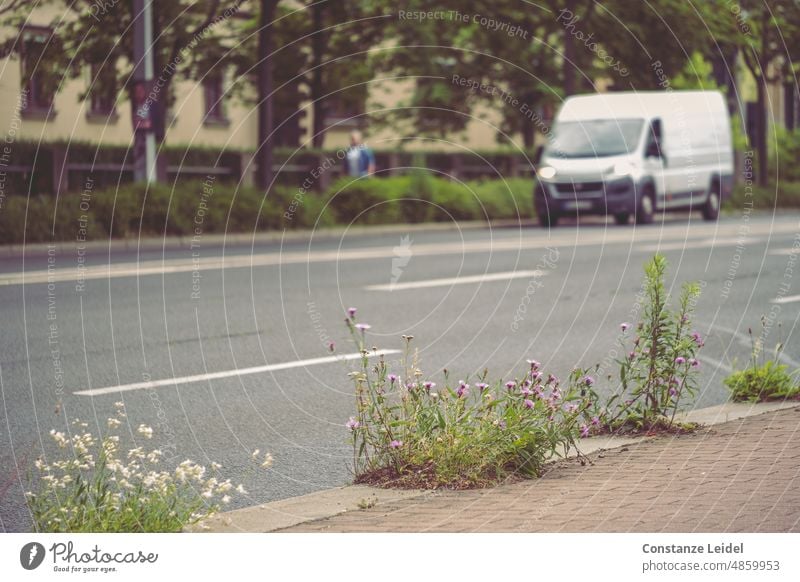 Wildly grown plants between sidewalk and roadway with pedestrian and white van in background. Plant Nature Traffic lane off naturally Street Sidewalk Town Gray