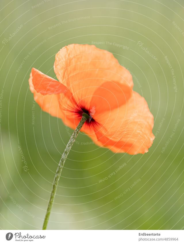 Red poppy in green meadow Poppy blossom Summer Flower Nature Plant Blossom Corn poppy Poppy field Wild plant Exterior shot Idyll Environment Landscape Delicate