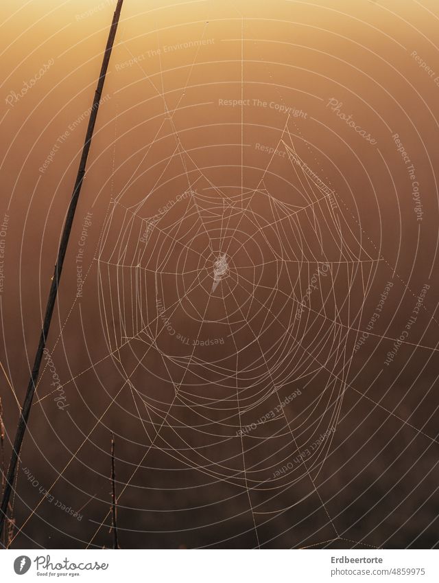 Spider web in sunrise Spider's web Nature Sunrise - Dawn Exterior shot Close-up Dew Fog Autumn Morning Brown