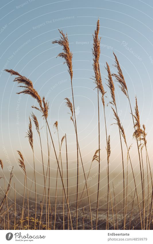 Reed at dawn Fog Grass Nature Morning Sunrise Exterior shot Dawn pastel Landscape Autumn Environment Light nature photography reed