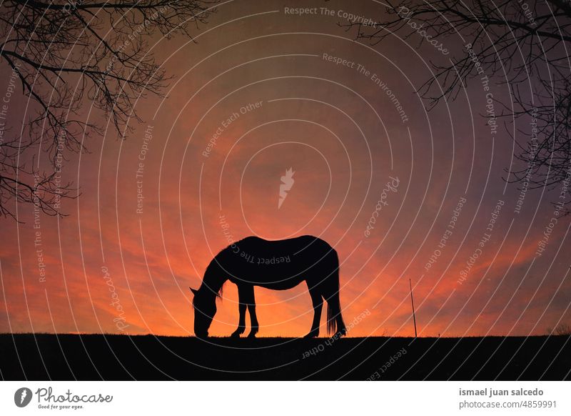 horse silhouette with a beautiful sunset background sunlight animal animal themes animal in the wild animal wildlife nature cute beauty elegant wild life rural