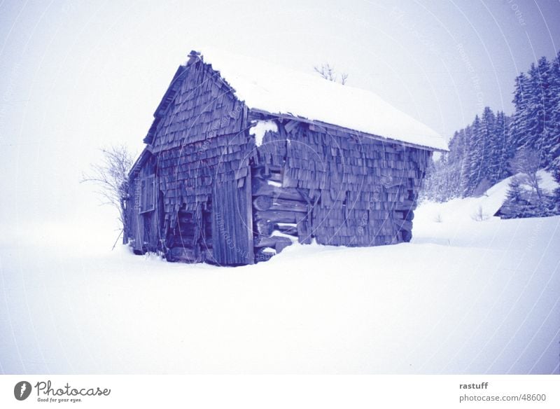 needle1 Barn Derelict White Winter Cold Forest Tree Wood Loneliness Calm Peace Wood flour haystack Hut Snow Blue Wooden board silence trees Sadness