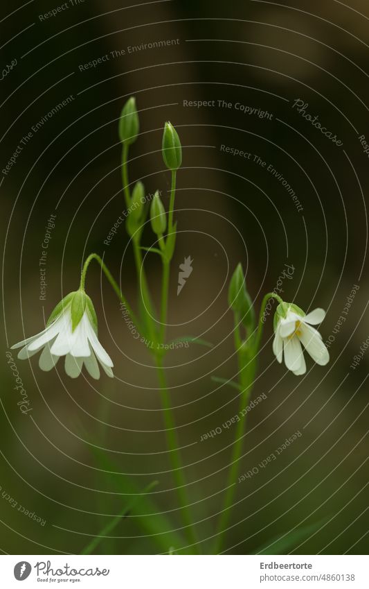 Don't hang your head... Meadow Flower Nature Green Garden Exterior shot Environment Plant Colour photo Blossom Close-up Shallow depth of field Delicate pretty