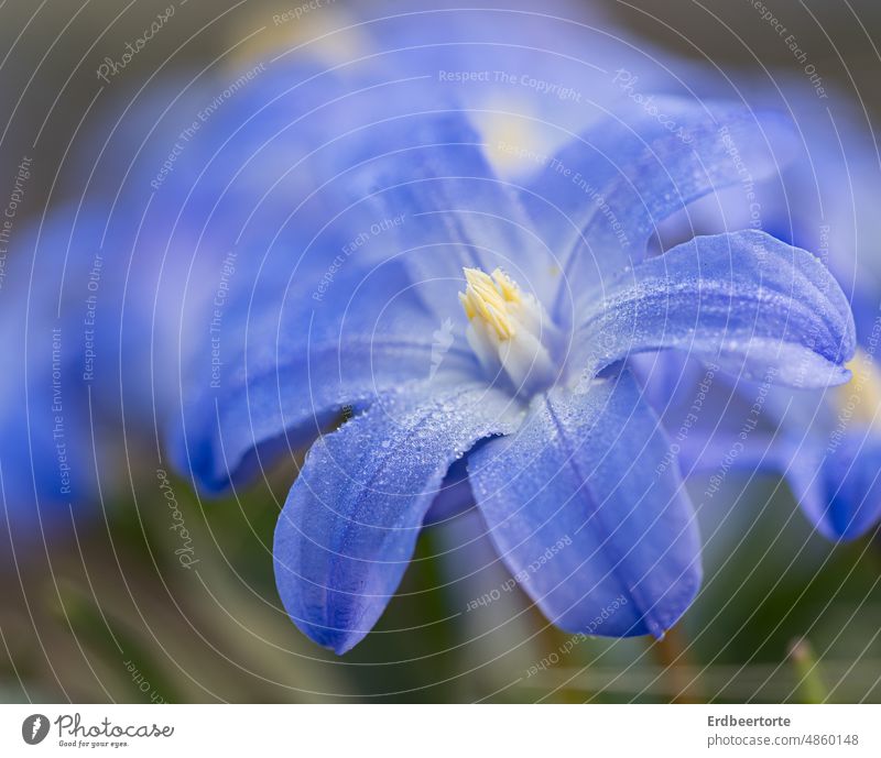 scilla Meadow Flower Nature Green Garden Exterior shot Environment Plant Colour photo Blossom Close-up Shallow depth of field Delicate pretty Detail