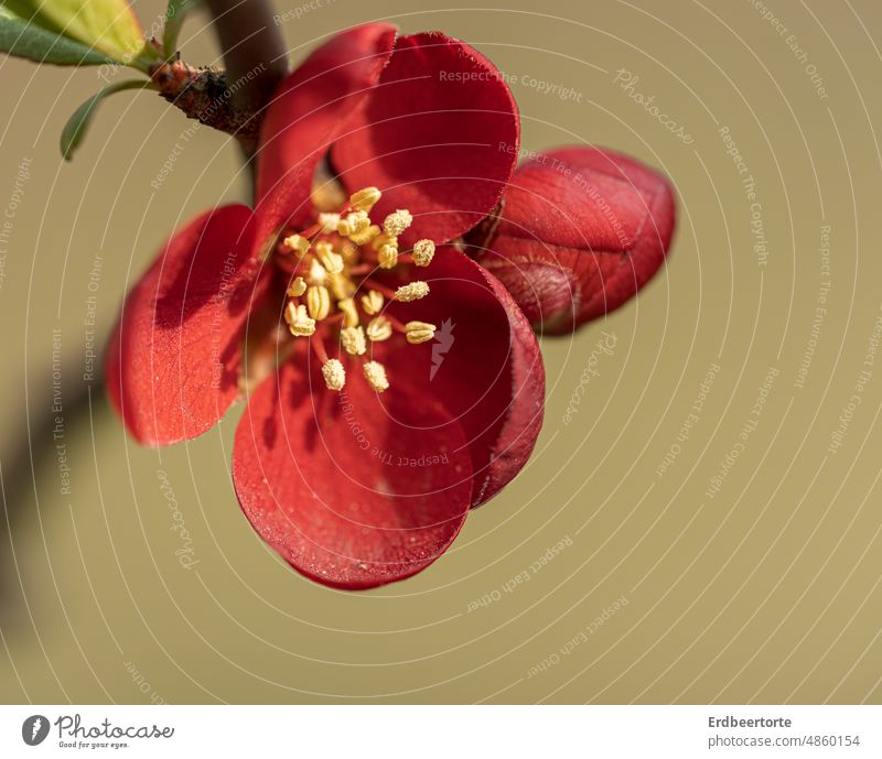 quince Quince ornamental quince Blossom Spring Red Flower Colour photo Nature Plant Close-up Macro (Extreme close-up) Shallow depth of field Detail