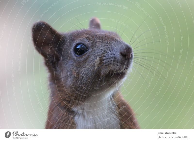 Attentive Observer Nature Summer Forest Animal Wild animal Animal face Squirrel 1 Cuddly Curiosity Cute Brown Green Love of animals Beautiful Watchfulness